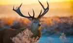 Noble deer